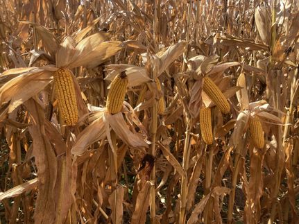 Land for sale in Merrick County, Nebraska