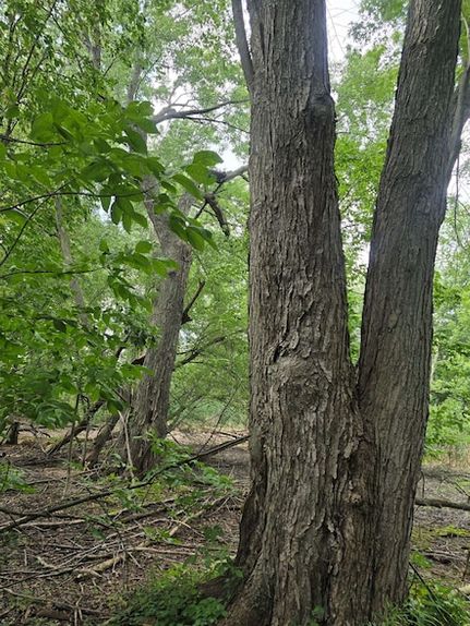 Homesite for sale in Bay County, Michigan