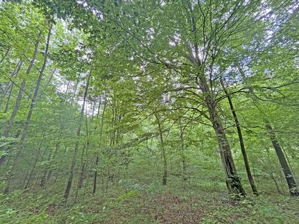 Undeveloped Land for sale in Mingo County, West Virginia