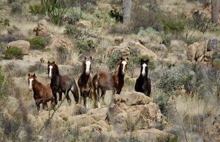 Homesite for sale in Pima County, Arizona