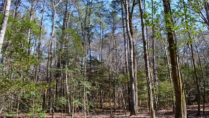 Undeveloped Land for sale in Laurens County, Georgia