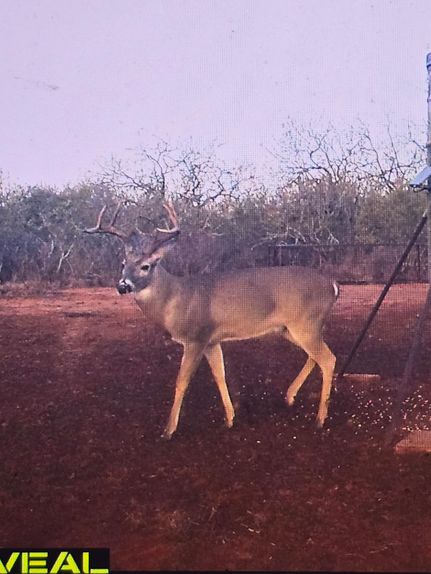 Timberland Property for sale in Jim Wells County, Texas