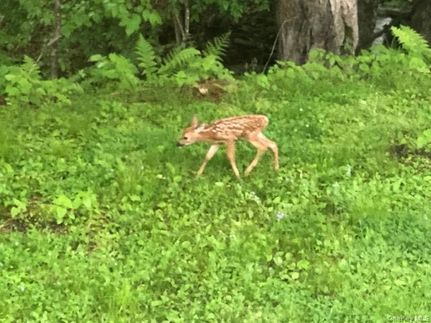 Undeveloped Land for sale in Sullivan County, New York