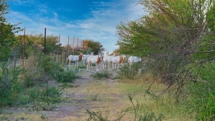 Farm and Ranch for sale in Kinney County, Texas