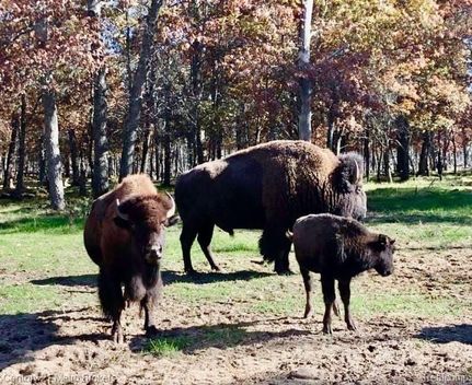 Recreational Property for sale in Oscoda County, Michigan