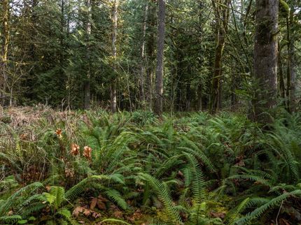 Timberland Property for sale in Clackamas County, Oregon