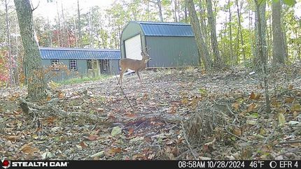 Timberland Property in Amherst County, Virginia