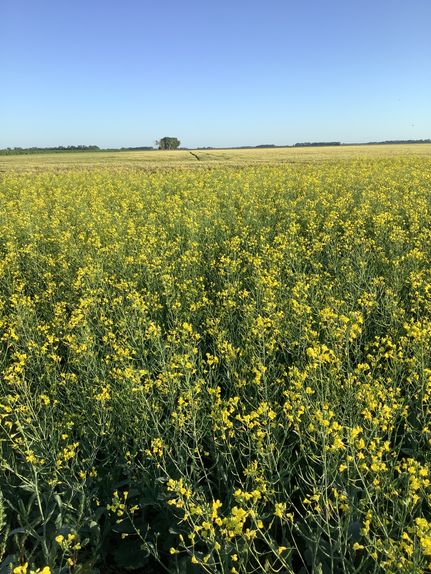 Farm and Ranch for sale in Grand Forks County, North Dakota