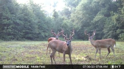 Farm and Ranch for sale in Terrell County, Georgia