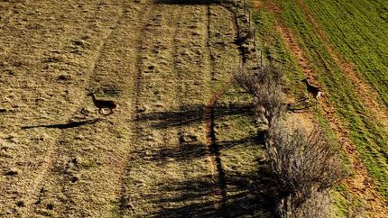 Farm and Ranch for sale in Young County, Texas