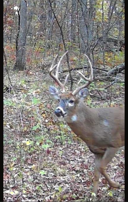 Timberland Property for sale in Putnam County, Missouri