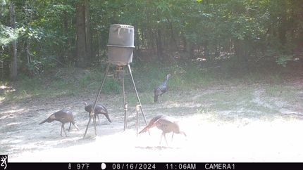 Farm and Ranch for sale in Covington County, Alabama