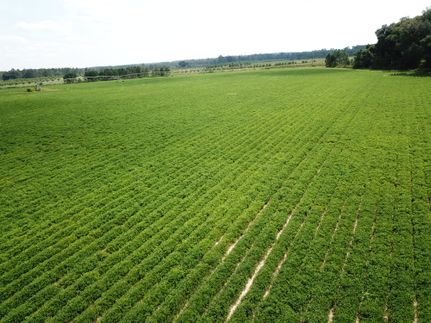 Land for sale in Mitchell County, Georgia