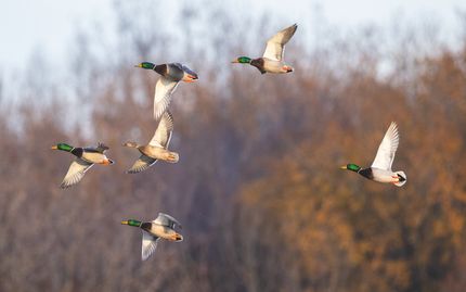 Farm and Ranch for sale in Woodruff County, Arkansas