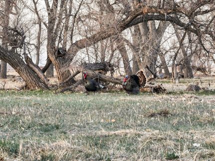 Farm and Ranch for sale in Adams County, Colorado
