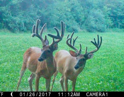 Timberland Property in Pope County, Illinois