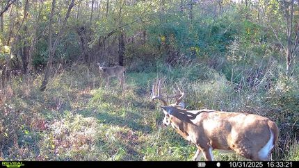 Timberland Property for sale in Wayne County, Illinois