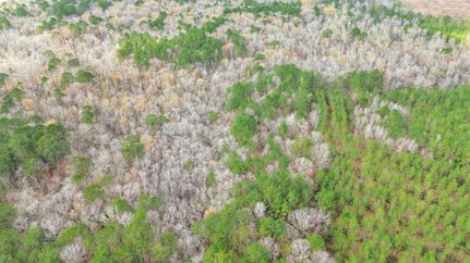 Timberland Property for sale in Jasper County, Texas
