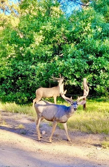 Recreational Property for sale in Rio Arriba County, New Mexico