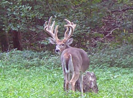 Land for sale in Effingham County, Illinois