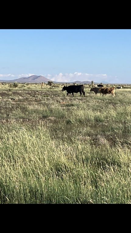 Timberland Property for sale in Grant County, New Mexico