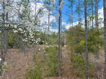 Land for sale in Gilchrist County, Florida