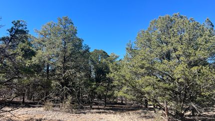 Timberland Property for sale in Catron County, New Mexico