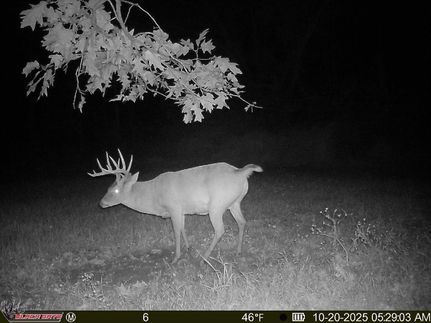 Land for sale in Alexander County, Illinois