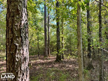 Land for sale in Wilcox County, Alabama