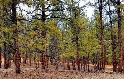 Undeveloped Land for sale in Teller County, Colorado
