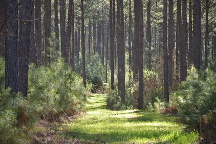 Timberland Property for sale in Union County, South Carolina