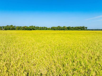 Undeveloped Land in Poinsett County, Arkansas