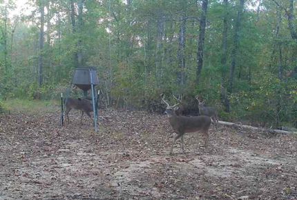 Land for sale in Barbour County, Alabama