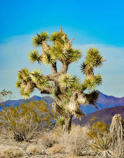 Farm and Ranch for sale in Mohave County, Arizona