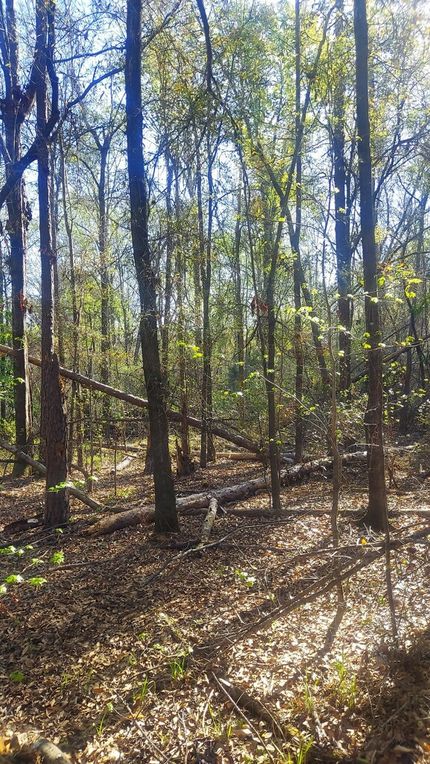 Land for sale in Quitman County, Georgia