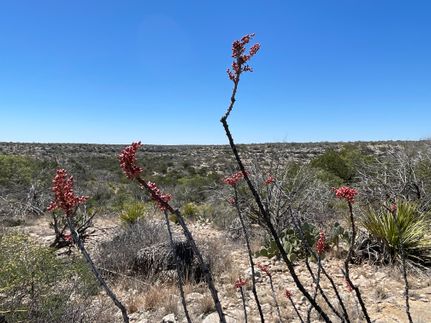 Undeveloped Land for sale in Terrell County, Texas