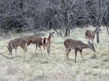 Farm and Ranch in Comanche County, Texas