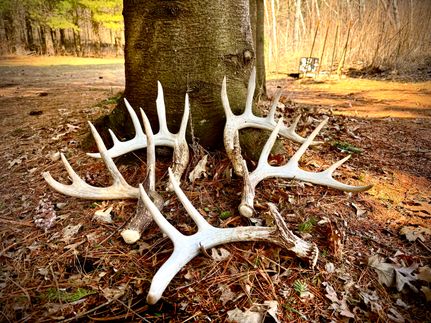 Timberland Property in Polk County, Wisconsin