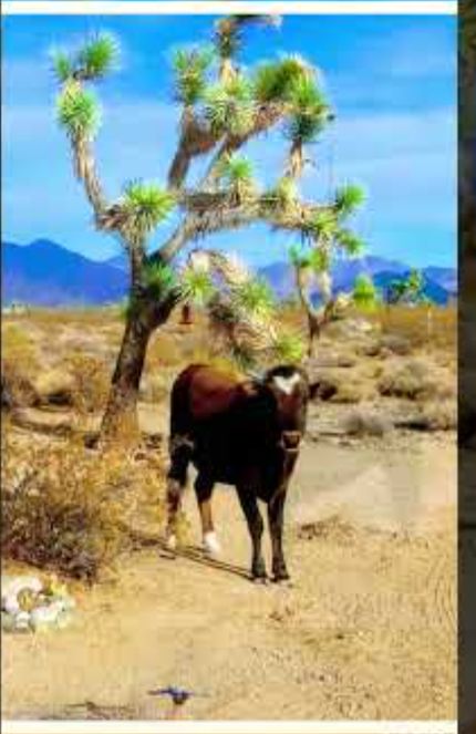 Recreational Property for sale in Mohave County, Arizona