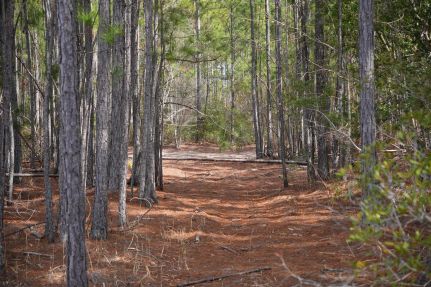Land for sale in Charlton County, Georgia