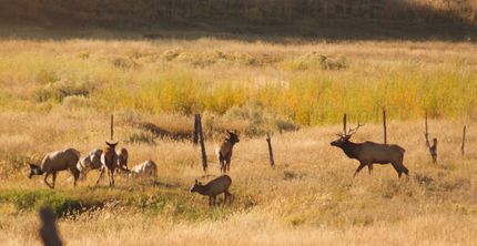 Farm and Ranch in Montrose County, Colorado