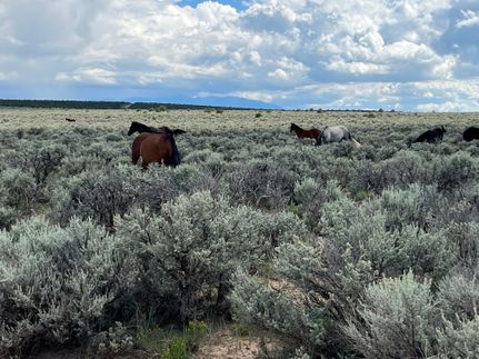 Recreational Property for sale in Costilla County, Colorado