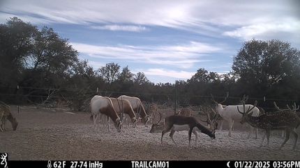 Farm and Ranch for sale in Sutton County, Texas