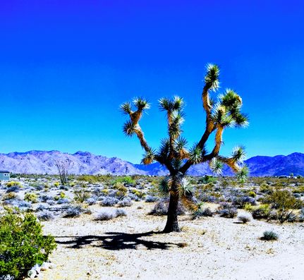 Timberland Property for sale in Mohave County, Arizona