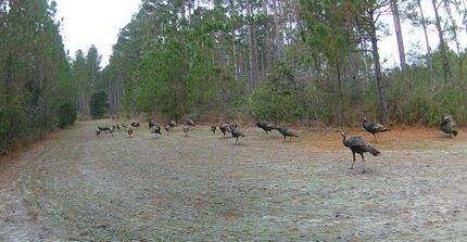 Farm and Ranch for sale in Ware County, Georgia