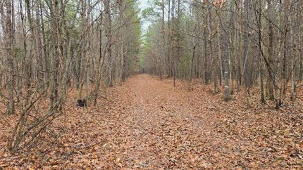 Timberland Property for sale in Oktibbeha County, Mississippi