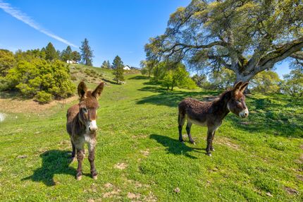 Recreational Property for sale in Amador County, California