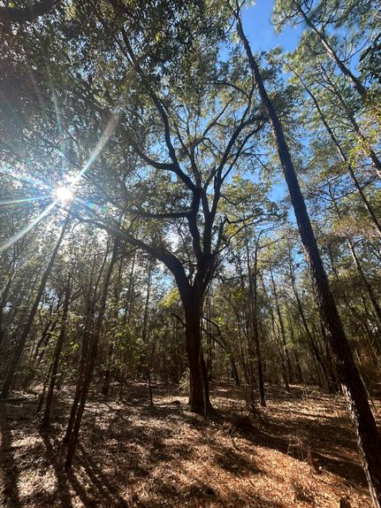 Farm and Ranch for sale in Geneva County, Alabama