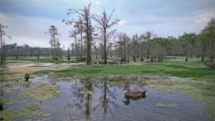 Timberland Property for sale in Panola County, Texas