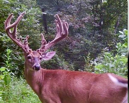 Timberland Property for sale in Alexander County, Illinois